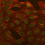 Immunofluorescent staining of FFPE human U2OS cells with B-cell lymphoma 3 antibody (green) and Beta Tubulin mAb (red). HIER: steam section in pH6 citrate buffer for 20 min.