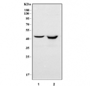 Western blot testing of human 1) K562 and 2) Raji cell lysate with PAICS antibody. Predicted molecular weight ~47 kDa.