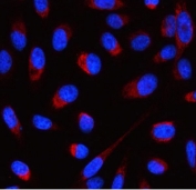 Immunofluorescent staining of FFPE human HeLa cells with ATP5F1D antibody (red) and DAPI nuclear stain (blue). HIER: steam section in pH6 citrate buffer for 20 min.