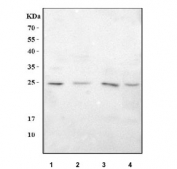 Western blot testing of 1) rat PC-12, 2) mouse spleen, 3) mouse thymus and 4) mouse RAW264.7 cell lysate with Lymphotoxin beta antibody. Predicted molecular weight ~32 kDa.