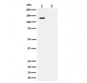 Western blot testing of lysate from 1) human HeLa cells and 2) human HeLa cells treated with alkaline phosphatase, using phospho-MCM2 antibody.