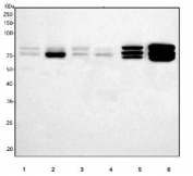 Western blot testing of 1) human HeLa, 2) human U-87 MG, 3) human RT4, 4) monkey COS-7, 5) rat brain and 6) mouse brain tissue lysate with NUMB antibody. Predicted molecular weight: 37-72 kDa (multiple isoforms including p65, p66 and p72).
