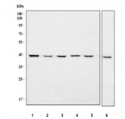 Western blot testing of 1) human A431, 2) human MCF7, 3) human HeLa, 4) human 293T, 5) human U-251 and 6) monkey COS-7 cell lysate with IDH3G antibody. Predicted molecular weight ~41 kDa.