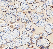 IHC staining of FFPE human placental tissue with IDH3G antibody. HIER: boil tissue sections in pH8 EDTA for 20 min and allow to cool before testing.