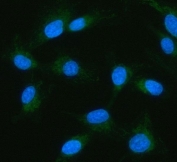 Immunofluorescent staining of FFPE human PC-3 cells with IDH3G antibody (green) and DAPI nuclear stain (blue). HIER: steam section in pH6 citrate buffer for 20 min.