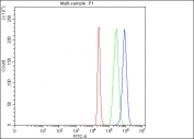 Flow cytometry testing of fixed and permeabilized human 293T cells with IDH3G antibody at 1ug/million cells (blocked with goat sera); Red=cells alone, Green=isotype control, Blue= IDH3G antibody.