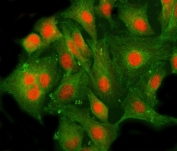 Immunofluorescent staining of FFPE human A549 cells with AF10 antibody (red) and Beta Tubulin mAb (green). HIER: steam section in pH6 citrate buffer for 20 min.