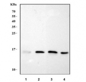 Western blot testing of 1) human U937, 2) rat lung, 3) mouse lung and 4) mouse spleen tissue lysate with Lysozyme C antibody. Expected molecular weight ~17 kDa.