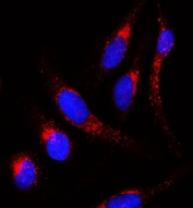 Immunofluorescent staining of FFPE human HeLa cells with Amyloid-like protein 2 antibody (red) and DAPI nuclear stain (blue). HIER: steam section in pH6 citrate buffer for 20 min.