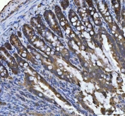 IHC staining of FFPE rat colon tissue with RPL18 antibody. HIER: boil tissue sections in pH8 EDTA for 20 min and allow to cool before testing.
