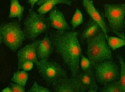 Immunofluorescent staining of FFPE human A549 cells with IFFO1 antibody (red) and Beta Tubulin mAb (green). HIER: steam section in pH6 citrate buffer for 20 min.