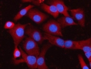 Immunofluorescent staining of FFPE human A549 cells with MELK antibody (red) and DAPI nuclear stain (blue). HIER: steam section in pH6 citrate buffer for 20 min.