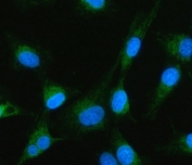 Immunofluorescent staining of FFPE human U-87 MG cells with MTF1 antibody (green) and DAPI nuclear stain (blue). HIER: steam section in pH6 citrate buffer for 20 min.