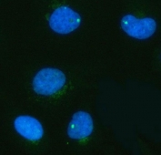 Immunofluorescent staining of FFPE human HeLa cells with PDK3 antibody (green) and DAPI nuclear stain (blue). HIER: steam section in pH6 citrate buffer for 20 min.