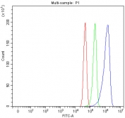 Flow cytometry testing of fixed and permeabilized human U-251 cells with PDK3 antibody at 1ug/million cells (blocked with goat sera); Red=cells alone, Green=isotype control, Blue= PDK3 antibody.