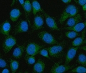 Immunofluorescent staining of FFPE human HeLa cells with Mitofilin antibody (green) and DAPI nuclear stain (blue). HIER: steam section in pH6 citrate buffer for 20 min.