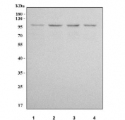 Western blot testing of human 1) HeLa, 2) RT4, 3) HEL and 4) HepG2 cell lysate with LONRF1 antibody. Predicted molecular weight: 85-87 kDa.