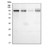 Western blot testing of human 1) MCF7, 2) 293T, 3) A549 and 4) K562 cell lysate with LONRF2 antibody. Predicted molecular weight ~84 kDa and ~57 kDa (two isoforms).