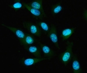 Immunofluorescent staining of FFPE human PC-3 cells with IAH1 antibody (green) and DAPI nuclear stain (blue). HIER: steam section in pH6 citrate buffer for 20 min.