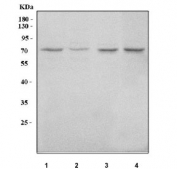 Western blot testing of 1) human 293T, 2) human Jurkat, 3) rat kidney and 4) mouse kidney tissue lysate with LRIT3 antibody. Predicted molecular weight ~75 kDa but may be observed at higher molecular weights due to glycosylation.