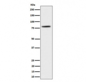 Western blot testing of human 293T cell lysate with CRTC2 antibody. Predicted molecular weight ~73 kDa.