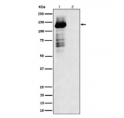 Western blot testing of lysate from 1) human HEK293 cells and 2) human HEK293 cells treated with lambda phosphatase, using phospho-TAOK1/2/3 antibody.