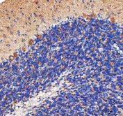 IHC staining of FFPE mouse cerebellum tissue with Pellino-3 antibody. HIER: boil tissue sections in pH8 EDTA for 20 min and allow to cool before testing.
