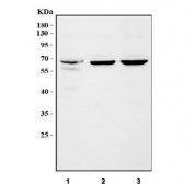 Western blot testing of 1) human HaCat, 2) rat liver and 3) mouse liver tissue lysate with SLC38A9 antibody. Predicted molecular weight: 53-64 kDa (multiple isoforms).