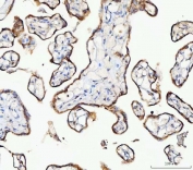 IHC staining of FFPE human placental tissue with MOSPD2 antibody. HIER: boil tissue sections in pH8 EDTA for 20 min and allow to cool before testing.