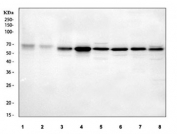 Western blot testing of 1) human SiHa, 2) human U-251, 3) rat C6, 4) rat RH35, 5) rat PC-12, 6) mouse Neuro-2a, 7) mouse HEPA1-6 and 8) mouse RAW264.7 cell lysate with MOSPD2 antibody. Predicted molecular weight ~60 kDa.