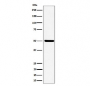 Western blot testing of human HeLa cell lysate with UBA3 antibody. Predicted molecular weight ~52 kDa.