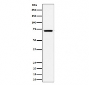 Western blot testing of human Raji cell lysate with BLNK antibody. Predicted molecular weight: ~51 kDa but can be observed at 65-70 kDa.