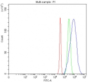 Flow cytometry testing of fixed and permeabilized human JK cells with LEO1 antibody at 1ug/million cells (blocked with goat sera); Red=cells alone, Green=isotype control, Blue= LEO1 antibody.
