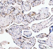 IHC staining of FFPE human placental tissue with LEO1 antibody. HIER: boil tissue sections in pH8 EDTA for 20 min and allow to cool before testing.