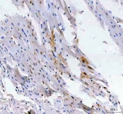 IHC staining of FFPE mouse heart tissue with LEO1 antibody. HIER: boil tissue sections in pH8 EDTA for 20 min and allow to cool before testing.