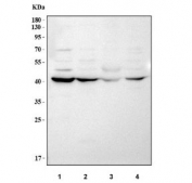 Western blot testing of 1) rat liver, 2) rat kidney, 3) mouse liver and 4) mouse kidney tissue lysate with RTN4IP1 antibody. Predicted molecular weight ~44 kDa.