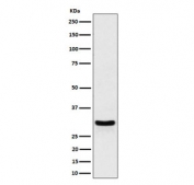 Western blot testing of human HeLa cell lysate with FRAT1 antibody. Predicted molecular weight ~29 kDa.