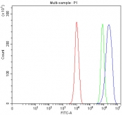 Flow cytometry testing of fixed and permeabilized human PC-3 cells with FBXO32 antibody at 1ug/million cells (blocked with goat sera); Red=cells alone, Green=isotype control, Blue= FBXO32 antibody.
