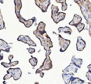 IHC staining of FFPE human placental tissue with LRRC59 antibody. HIER: boil tissue sections in pH8 EDTA for 20 min and allow to cool before testing.