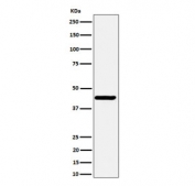 Western blot testing of human SH-SY5Y cell lysate with NODAL antibody. Predicted molecular weight ~40 kDa.