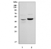 Western blot testing of human 1) 293T and 2) U-251 cell lysate with PAAF1 antibody. Predicted molecular weight ~42 kDa.