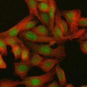 Immunofluorescent staining of FFPE human HeLa cells with PAAF1 antibody (green) and Beta Tubulin mAb (red). HIER: steam section in pH6 citrate buffer for 20 min.