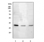Western blot testing of 1) human HeLa, 2) rat kidney ad 3) mouse kidney tissue lysate with GbetaL antibody. Predicted molecular weight ~36 kDa.