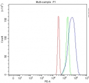 Flow cytometry testing of fixed and permeabilized human SiHa cells with GbetaL antibody at 1ug/million cells (blocked with goat sera); Red=cells alone, Green=isotype control, Blue= GbetaL antibody.