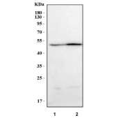 Western blot testing of human 1) HeLa and 2) 293T cell lysate with PARD6B antibody. Predicted molecular weight ~41 kDa.