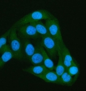 Immunofluorescent staining of FFPE human HeLa cells with PAIP1 antibody (green) and DAPI nuclear stain (blue). HIER: steam section in pH6 citrate buffer for 20 min.