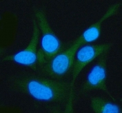 Immunofluorescent staining of FFPE human HeLa cells with LSG1 antibody (green) and DAPI nuclear stain (blue). HIER: steam section in pH6 citrate buffer for 20 min.