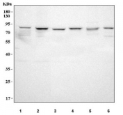 Western blot testing of human 1) HeLa, 2) MCF7, 3) PC-3, 4) U-251, 5) RT4 and 6) HEL cell lysate with LSG1 antibody. Predicted molecular weight ~75 kDa.