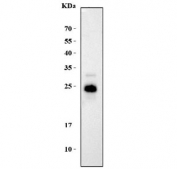 Western blot testing of mouse brain tissue lysate with DNAJC5 antibody. Predicted molecular weight ~22 kDa.