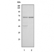 Western blot testing of human 1) RT4 and 2) U-251 cell lysate with MANSC1 antibody. Predicted molecular weight ~47 kDa but may be observed at higher molecular weights due to glycosylation.